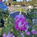 Parking Lot Rose