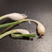 Garden Harvest