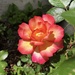 Multi-Coloured Rose
