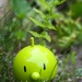 Fern 6
