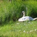 Sleepy Swan