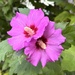 I just walked around the garden & smiled… the new flowers are truly blooming… 