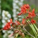 Crocosmia