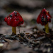 Red shrooms