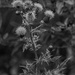 Thistle