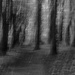 Among the trees