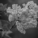 Common elderberry