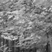 The leaves of summer...