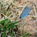 Small blue butterfly~~~~~