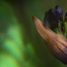 Agapanthus profile~~~~~