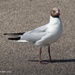 Black headed gull