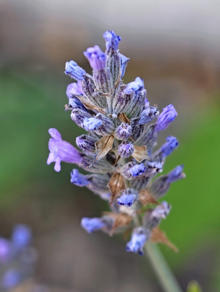 Lavender  by judythroughthelens