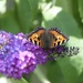 Tortoiseshell on Buddleia