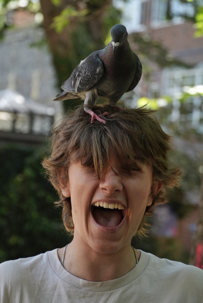 Pigeon Joy by 30pics4jackiesdiamond