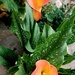 Calla lilies