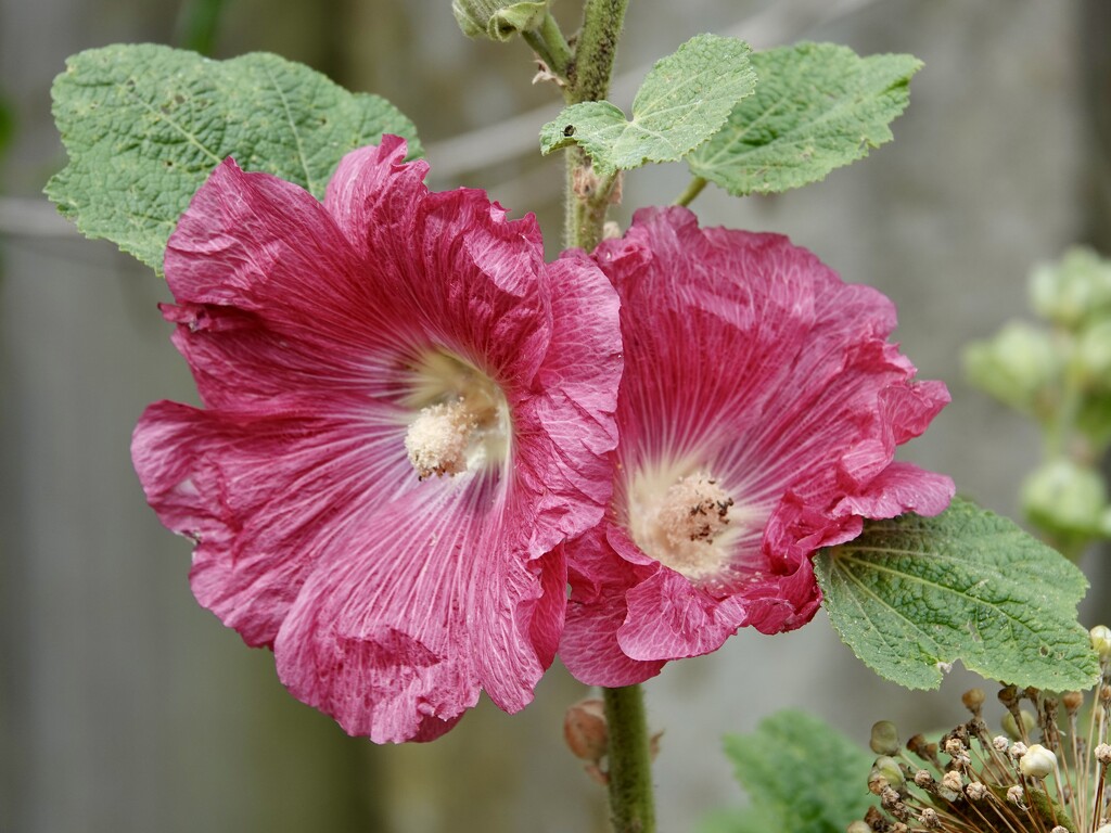 Hollyhock by phil_sandford