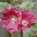 Hollyhock