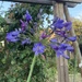 Agapanthus?