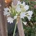 White Agapanthus?