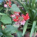 Runner beans 