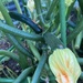 Courgettes