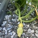 Triffid with a squash growing! 
