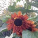 Bronze sunflower