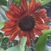 Bronze sunflower