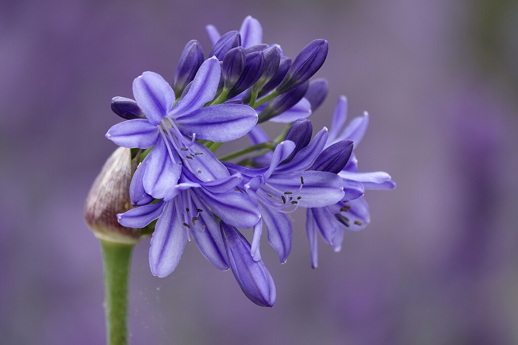 Agapanthus by carole_sandford