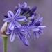 Agapanthus