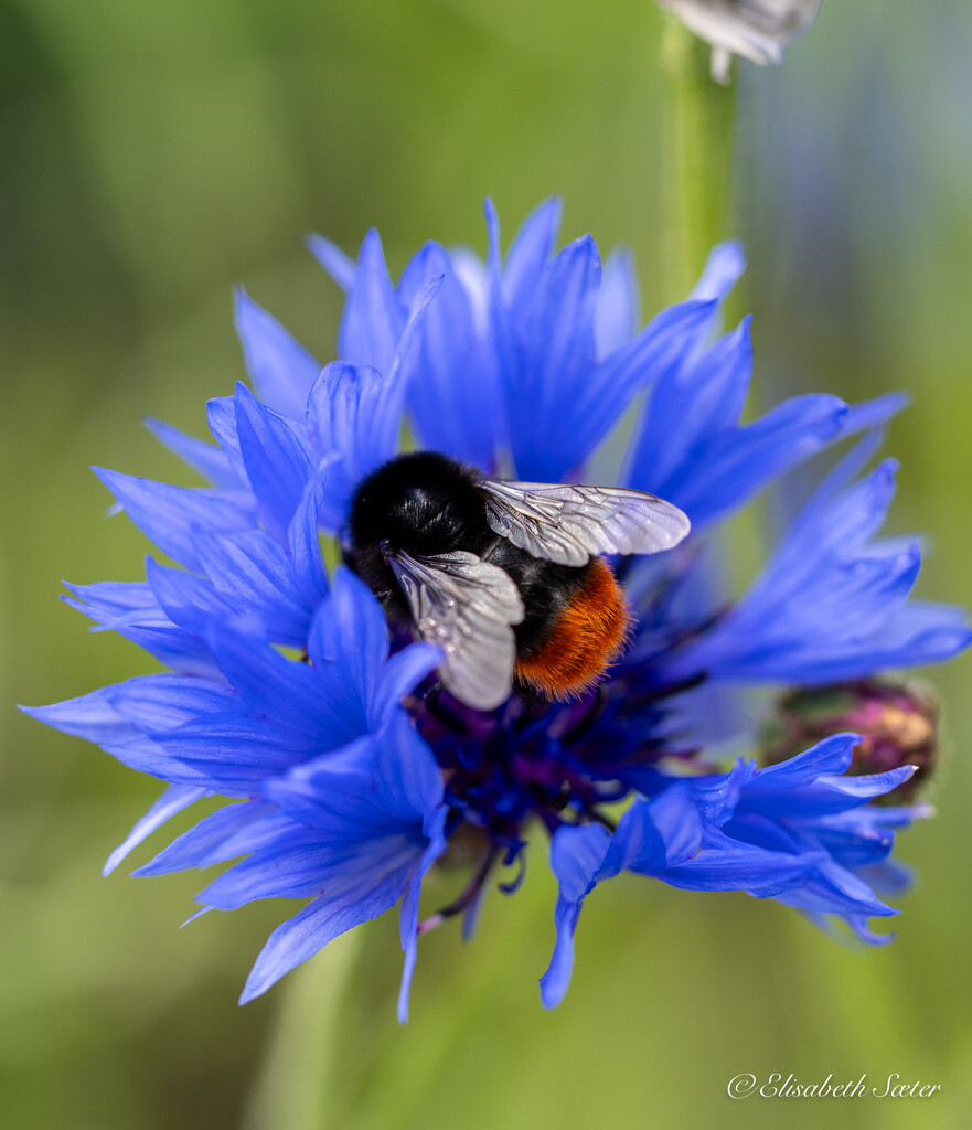 Bumblebee on blue flower by elisasaeter