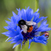 Bumblebee on blue flower