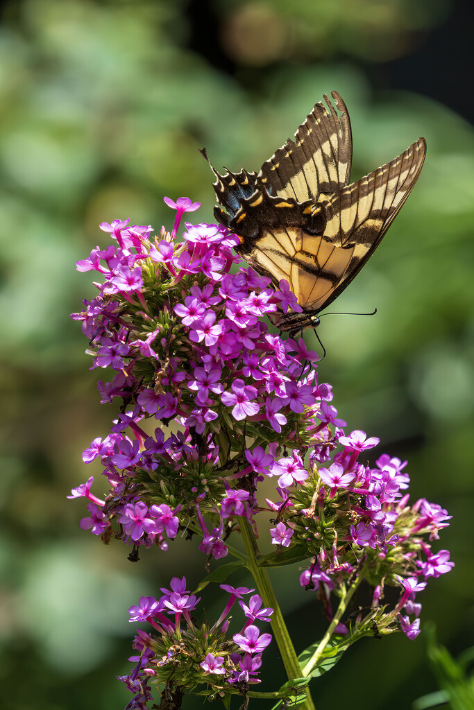 Eastern Tiger Swallowtail by kvphoto