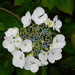 hydrangea
