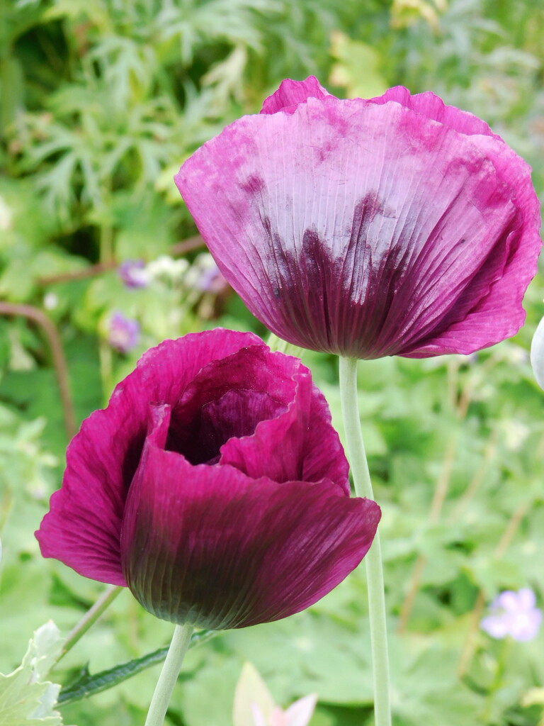 poppies by anniesue