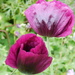 poppies