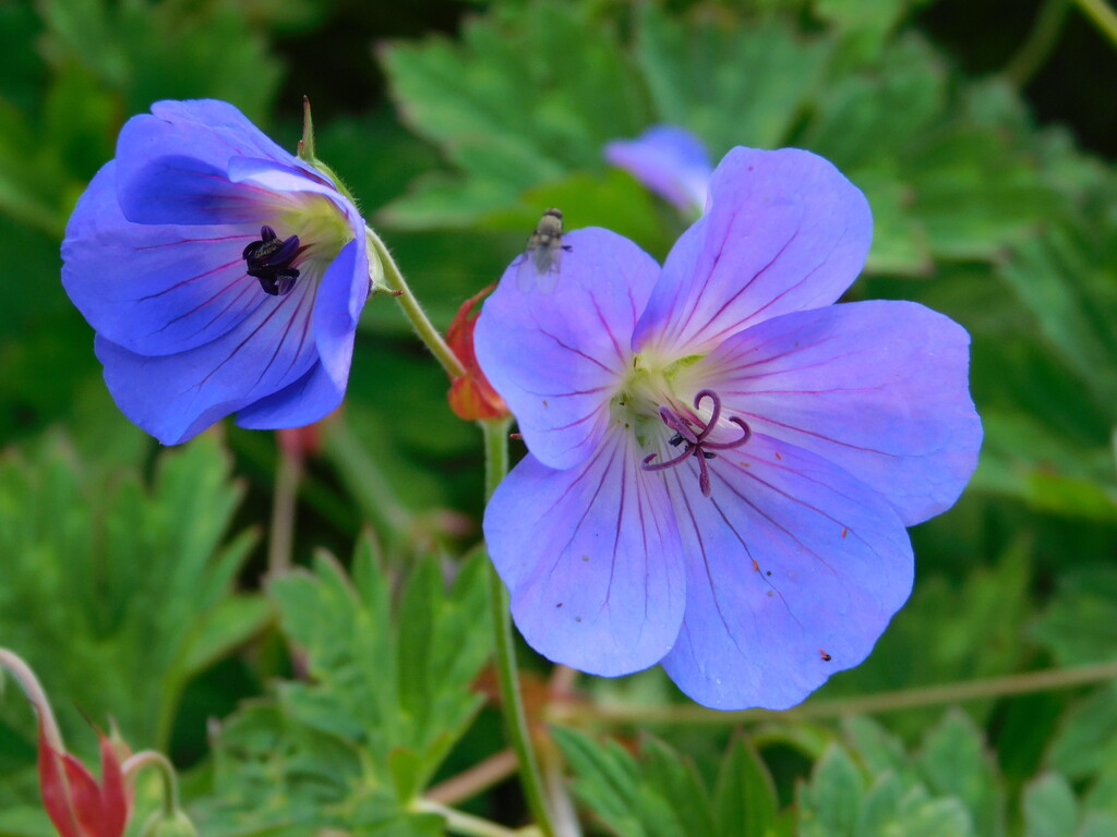 cranesbill by anniesue