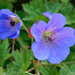 cranesbill
