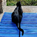 Jack's On The Porch | BLUE