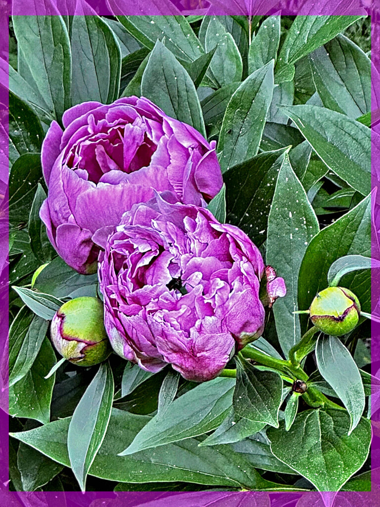 Peonies by joansmor