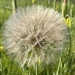 Puff
