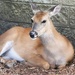 Deer Relaxing