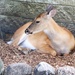 Deer Relaxing 2