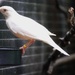 Albino Robin