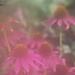 Humidity