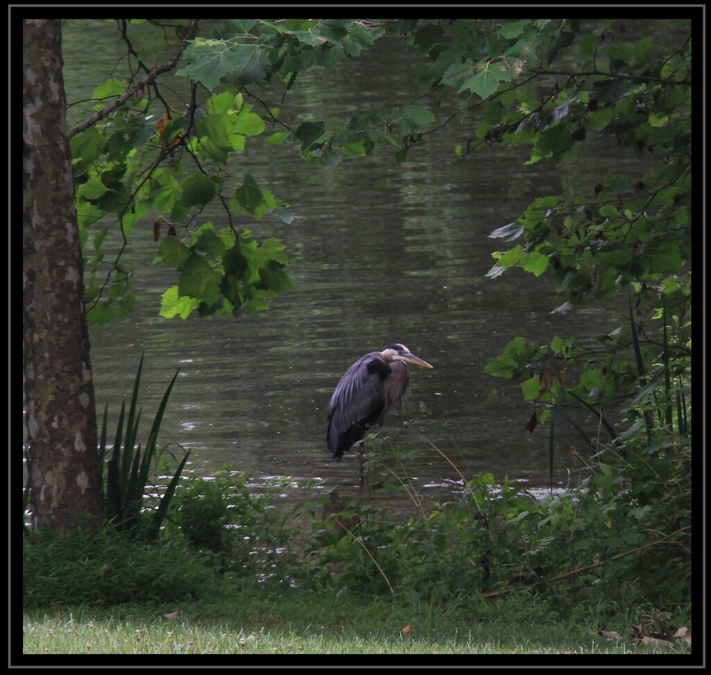 Great Blue Heron  by digitalrn