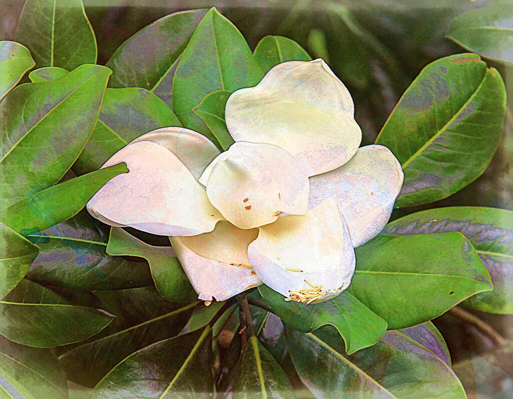 Southern Magnolia  by digitalrn