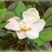 Southern Magnolia 