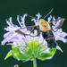 Snowberry Clearwing...