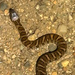 Cottonmouth or Northern Water Snake (No way I am touching it though)